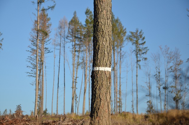 označený strom